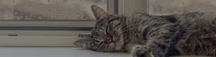 How To Diagnose Feline Asthma