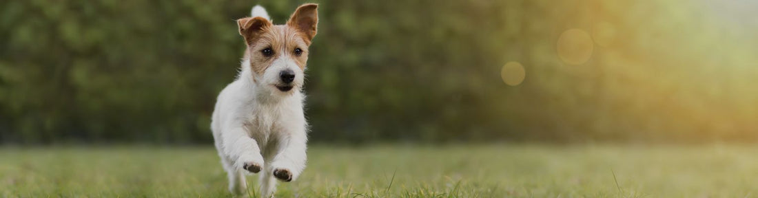 Allergic Rhinitis in Dogs