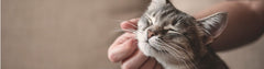 Teach Any Cat AeroKat* - 1: Creating Comfort
