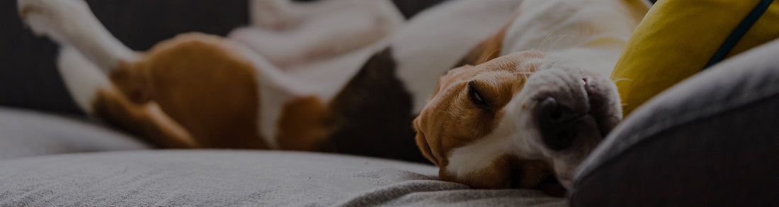 Side Effects Of Systemic Steroids In Dogs