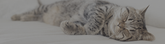 Treating Asthma In Cats: Medications, Efficacy, & Side Effects
