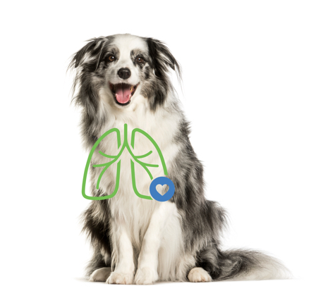 Dog with lung illustration