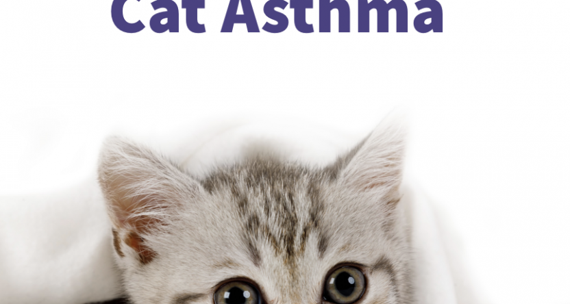 A Guide to Cat Asthma