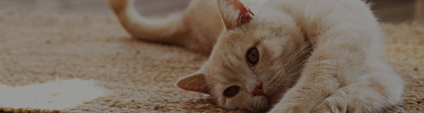 Why Is My Cat Panting?