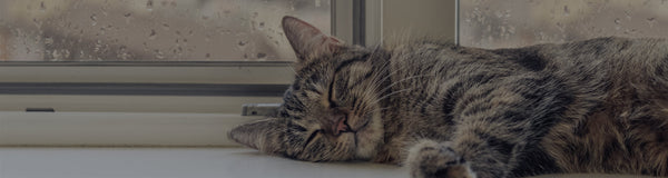 How To Diagnose Feline Asthma