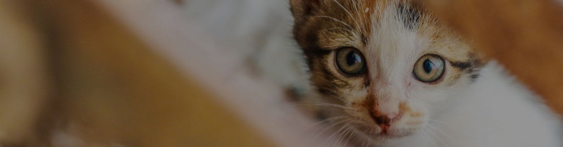 Does My Cat Have Asthma Or A Hairball?