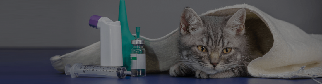 Side Effects Of Injectable and Oral Steroids In Cats