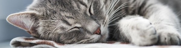 Bronchodilator Medications For Cats: What They Are, Types Available, And Why Inhaled Medication Is Preferred