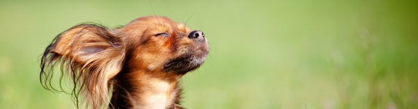 Canine Chronic Bronchitis: What It Is, Symptoms To Look For, And How To Treat It