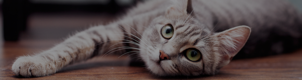 Cat Asthma: What It Is, Symptoms To Look For, And How To Treat It