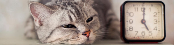 Teach Any Cat AeroKat* - 4: Extending the Duration