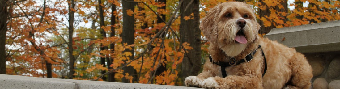 Common Causes of Coughing in Dogs