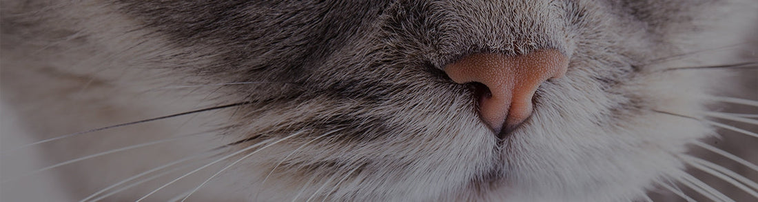 Hero image for Feline Rhinitis: Causes, Symptoms, And Treatments