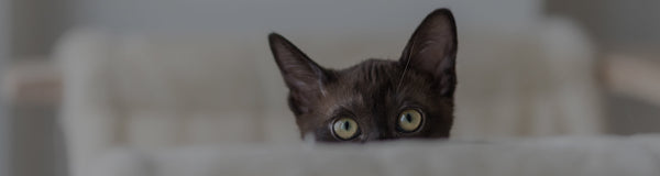 Feline Upper Respiratory Infection (Cat Flu): What It Is, Signs and Symptoms, And How To Treat It