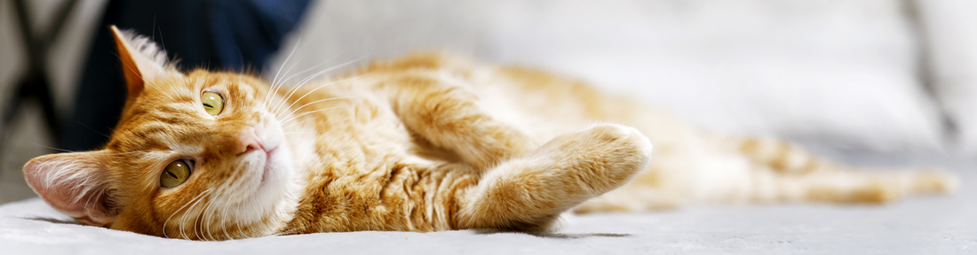 How To Use A Cat Inhaler To Treat Feline Asthma