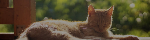 Natural Remedies For Feline Asthma: Managing Your Cat’s Condition At Home