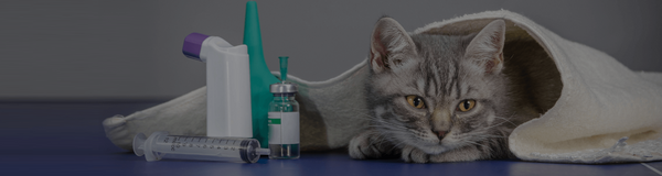 Side Effects Of Injectable and Oral Steroids In Cats