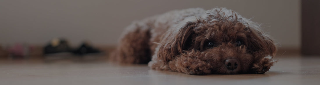 Tracheal Collapse In Dogs: What It Is, Symptoms To Look For, And How To Treat It