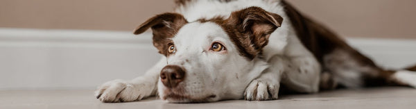 What Is Dog Flu: Signs & Symptoms, And How To Treat It