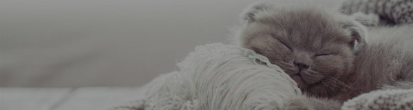 Why Is My Cat Wheezing?