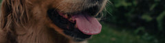 Why Is My Dog Breathing Heavy?