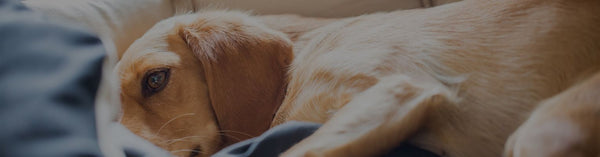 Why Is My Dog Wheezing?