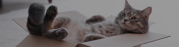 Why Is My Cat Sneezing?