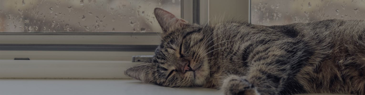 Cat sleeping at window