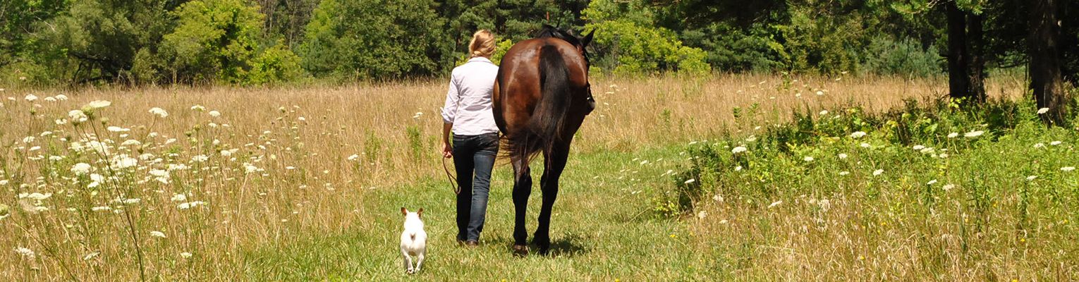 Horse rider and dog walking