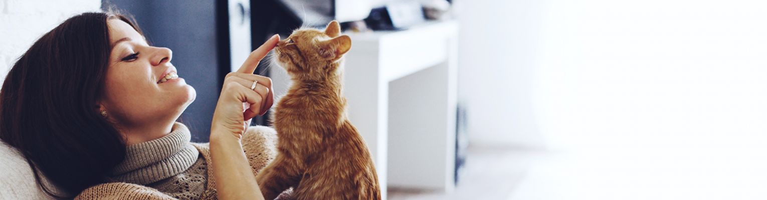 A pet owner playing with a Cat.