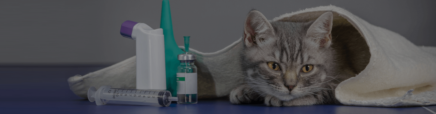 Side Effects Of Injectable And Oral Steroids In Cats Trudell Animal Health