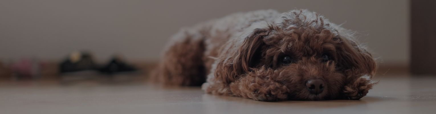 what causes tracheal collapse in dogs