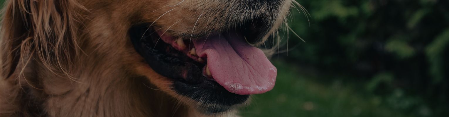 Dog breathing best sale heavy in sleep