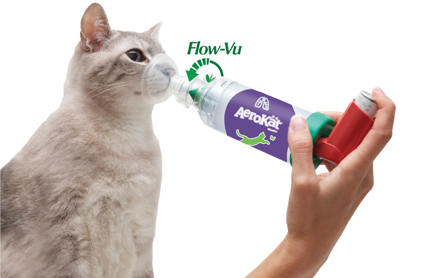 Cat asthma medication hotsell